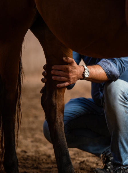 Pferdeosteopathie: sanfte manuelle Therapie (Platzhalterbild)